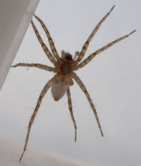 Pardosa vadosa