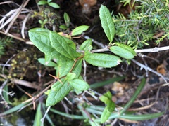 Berberis chingshuiensis