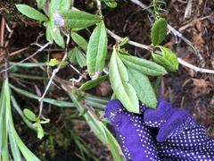 Berberis chingshuiensis