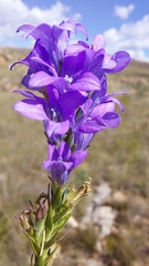 Wahlenbergia epacridea