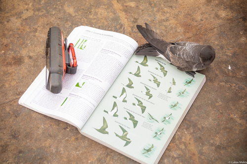 White-Bellied Storm-Petrel