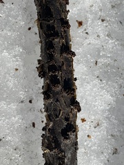 Godronia ribis