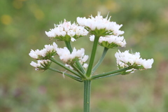 Oenanthe globulosa