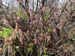 Corylopsis pauciflora