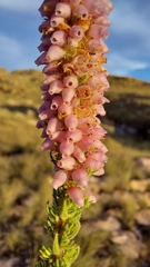 Erica alopecurus