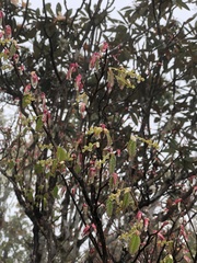 Corylopsis pauciflora