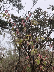 Corylopsis pauciflora