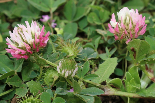 Trifolium isthmocarpum image