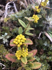 Berberis schaaliae