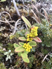 Berberis schaaliae