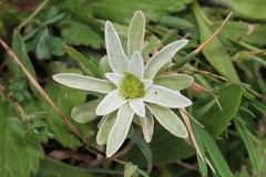 Filago asterisciflora