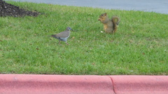 Sciurus niger