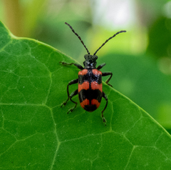Neolema fasciata