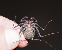 Phrynus operculatus