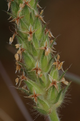 Plantago bellardii