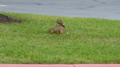 Sciurus niger