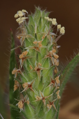 Plantago bellardii