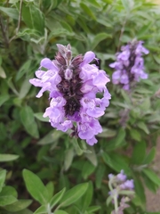Salvia officinalis