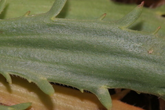 Plantago serraria
