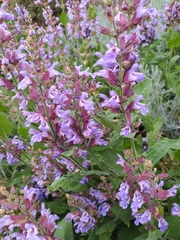 Salvia officinalis