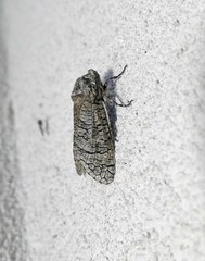 Prionoxystus macmurtrei