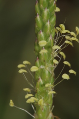 Plantago serraria