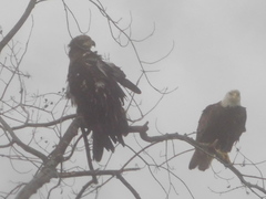 Haliaeetus leucocephalus