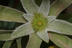 Filago asterisciflora