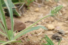 Plantago bellardii