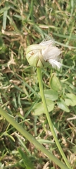 Urospermum picroides