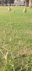 Urospermum picroides