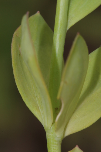 Linaria virgata subsp. virgata image