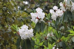 Rhododendron griffithianum