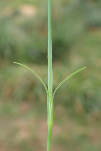 Petrorhagia dubia image