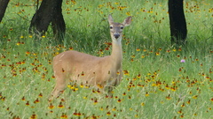 Odocoileus virginianus