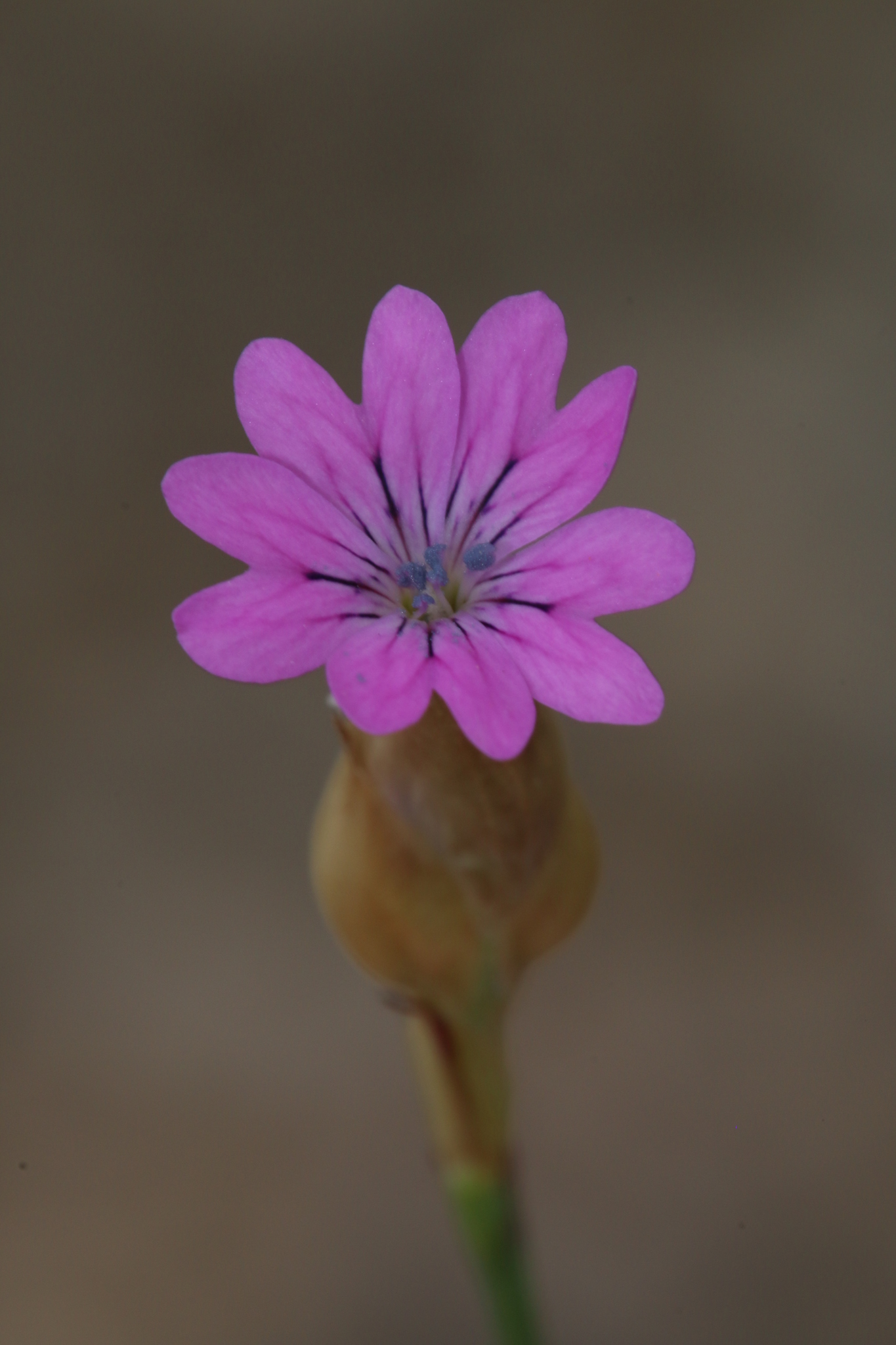 Petrorhagia dubia