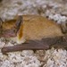 Dark-winged Lesser House Bat - Photo (c) Jakob Fahr, some rights reserved (CC BY-NC), uploaded by Jakob Fahr