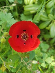 Papaver syriacum