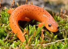 Central Red Salamander photo 3