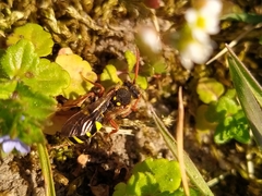 Nomada fulvicornis