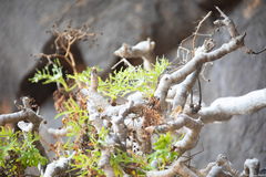 Sonchus laceratus
