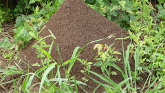Solenopsis invicta