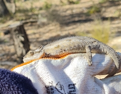 Bradypodion occidentale