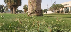 Urospermum picroides
