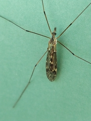 Tipula confusa