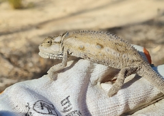 Bradypodion occidentale