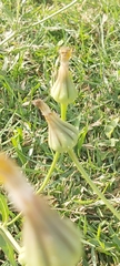 Urospermum picroides