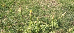 Urospermum picroides