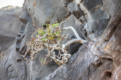Sonchus laceratus