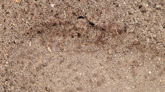 Solenopsis invicta